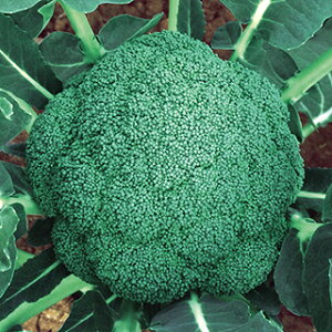 ubR[  y ͂݂炢 z ybg5痱 ( ubR[̎ )