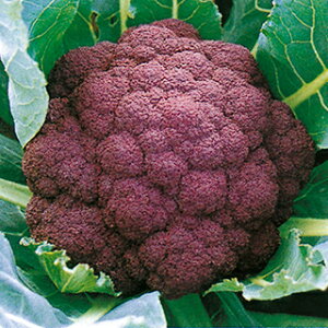 Jt[  y _ z 10ml ( Jt[̎ )