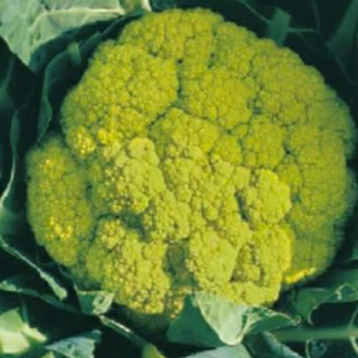 楽天市場 カリフラワー 種 遠州みどり花やさい 10ml カリフラワーの種 菜園くらぶ 家庭菜園の専門店