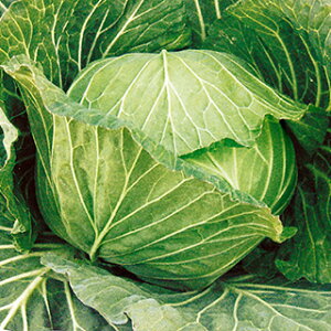 Lxc  y Ԃ z 2500 ( Lxc̎ )