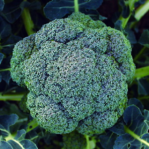 ubR[  y  z  ( ubR[̎ )