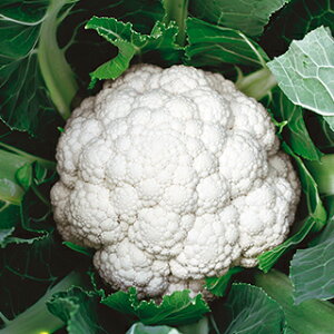 Jt[  y ؑ] z  ( Jt[̎ )