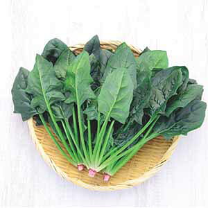 zE\E  y hL[ z M3 ( zE\E̎ )