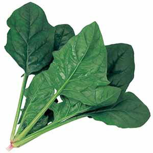 楽天市場 ホウレンソウ 種 寒さに強いほうれん草 クロノス Primax ホウレンソウの種 菜園くらぶ 家庭菜園の専門店