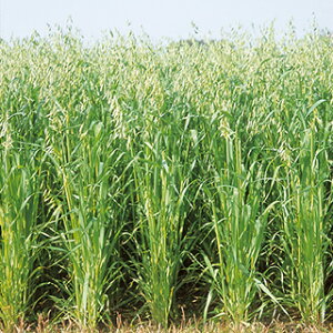 Δ  y 񔞁@X[p[ne z 1kg ( Δ̎ )