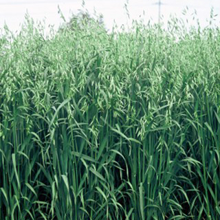 物理性改善と保肥力増大 緑肥 日本 種 えん麦 緑肥の種 1kg スワン 引き出物