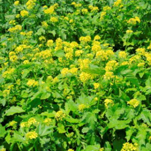 緑肥 種 【 シロカラシ 地力 】 1kg ( 緑肥の種 )