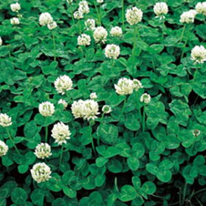 Δ  y VN[o@}LoV z 500g ( Δ̎ )