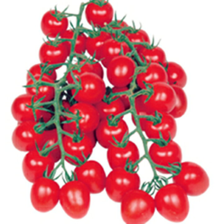 人気ショップが最安値挑戦！】 トマトの種 甘っこ 1000粒