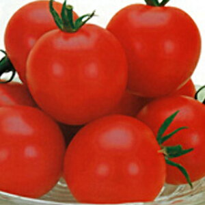 ~jg}g  yXB[gr[z 100 i   ؎q ؎ j