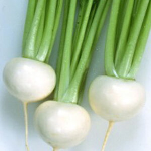 カブ 種 【 CRふじしろ 】 種子 1dl ( 種 野菜 野菜種子 野菜種 )