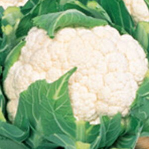 Jt[  y obN z q 20ml i   ؎q ؎ j