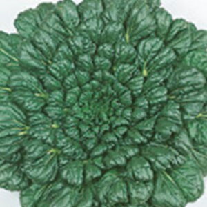 y ΍ʓ񍆃^@c@C z q 1dl i   ؎q ؎ j