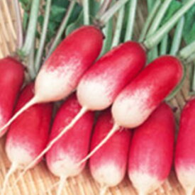 廿日大根 種 【 紅白 】 種子 小袋（約20ml） （ 種 野菜 野菜種子 野菜種 ） ★