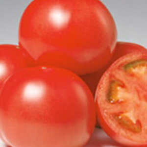 ��ʃg�}�g �� �y�g�}�g�T�����[�h�z 20ml �i �� ��� ��؎�q ��؎� �j