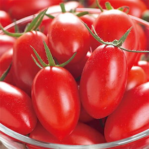 �~�j�g�}�g �� �y�A�C�R�z �y���b�g200�� �i �� ��� ��؎�q ��؎� �j ��