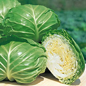 Lxc  y Ă̂ق z (DF 1.1ml) ( Lxc̎ )