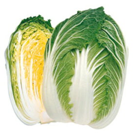 白菜 種 【 黄ごころ80 】 小袋 RF ( 白菜の種 )