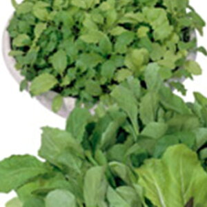 【 ベビーサラダミックス 】 種子 小袋(約20ml) ( 種 野菜 野菜種子 野菜種 )