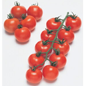 ʃg}g  y teBJ RF z (10) ( ʃg}g̎ )