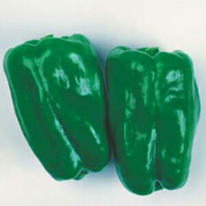 s[}  y G[X z (60) ( s[}̎ )