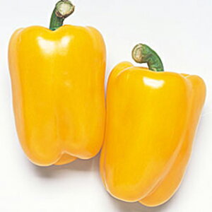 s[}  yt[s[CG[z 500 i   ؎q ؎ j