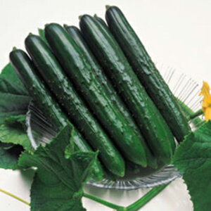 イ  yĂ݁z 100 i   ؎q ؎ j 