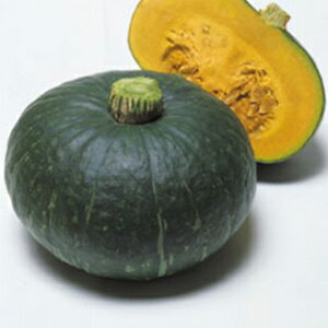 ���ڂ��� �� �y��Ȃ�������z 100�� �i �� ��� ��؎�q ��؎� �j