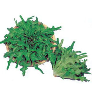 ^X  y I[N[t z 2ml ( ^X̎ )