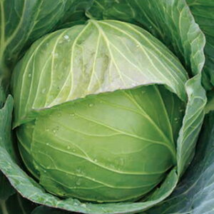 Lxc  y tn643 z q 20ml i   ؎q ؎ j