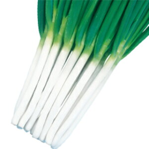 ネギ 種 【 秀逸 】 種子 2dl ( 種 野菜 野菜種子 野菜種 )