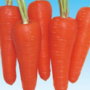 ɂ񂶂  y ͂܌ܐ z q ܁i20mlj i   ؎q ؎ j