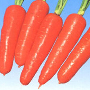 ɂ񂶂  y UStܐ z q 2dl i   ؎q ؎ j