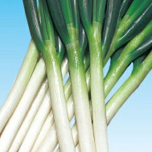 lM  y ؐO (낤) 2 z q 2dl i   ؎q ؎ j