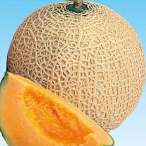   y܏tH܁z 100 i   ؎q ؎ j