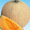 メロン 種 【妃盛夏系】 100粒 （ 種 野菜 野菜種子 野菜種 ）