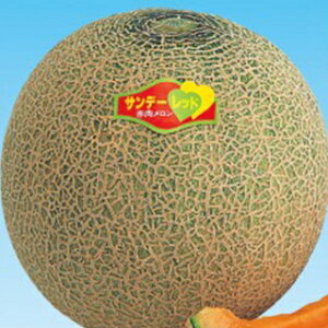 メロン 種 【サンデーレッド】 100粒 ( 種 野菜 野菜種子 野菜種 )
