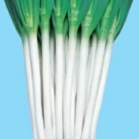 楽天市場 白 種類 植物 ネギ ガーデニング 農業 花 ガーデン Diy の通販