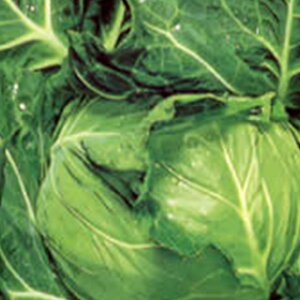 �L���x�c �� �y �V�e�B �z 1�D3ml ( �L���x�c�̎� )