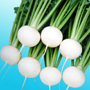 Ju  y ܂邿񏬕 z q 2dl i   ؎q ؎ j