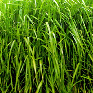 Δ  y C^ACOX@WCAg z 1kg ( Δ̎ )