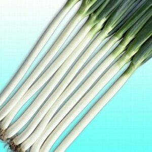 �l�M �� �y ���x�˂� �z ��q ���܁i��2dl�j �i �� ��� ��؎�q ��؎� �j