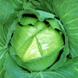 楽天市場 野菜の種子 種類 植物 キャベツ 種子 ガーデニング 農業 花 ガーデン Diyの通販