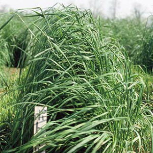 緑肥 種 【 オーチャードグラス ポトマック 】 1kg ( 緑肥の種 )