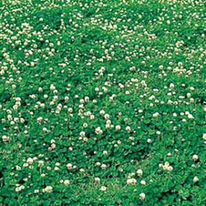 Δ  y VN[o@tBAiRhj z 500g ( Δ̎ )