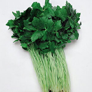 Ot  y s~co (֐n) z q ܁i1dlj i   ؎q ؎ j