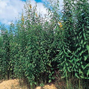 緑肥 種 【 クロタラリア ネコブキラー 】 1kg ( 緑肥の種 )