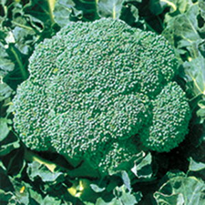 ubR[  y ӗ100 z  ( ubR[̎ )