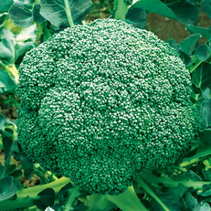 ubR[  y ӗ99W z ybg5痱 ( ubR[̎ )