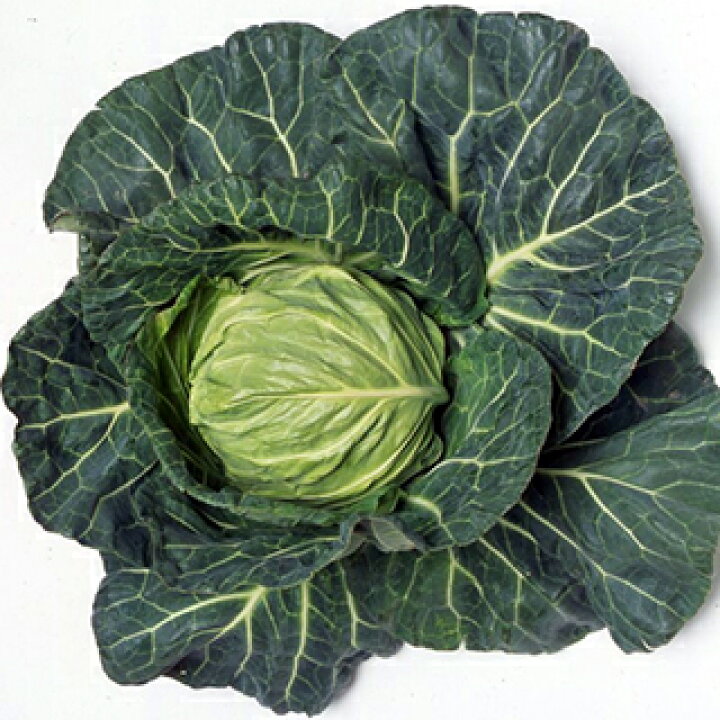 楽天市場】キャベツ 種 【 ゆいな 】 ペレット5千粒 ( キャベツの種 ) : 【菜園くらぶ】家庭菜園の専門店 楽天市場】キャベツ 種 【 ゆいな 】 ペレット5千粒 ( キャベツの種 ) : 【菜園くらぶ】家庭菜園の専門店